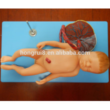 ISO modelo anatómico avanzado del feto con Viscus y Placenta, modelo del bebé